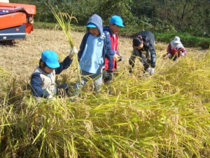 根元からはさみで刈り取ります 画像:根元からはさみで刈り取ります