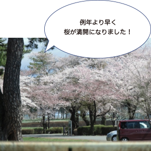 画像：例年より早く 桜が満開になりました！