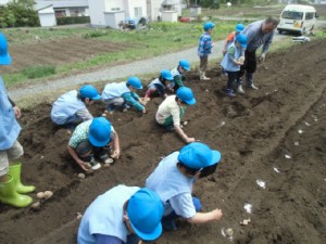 画像：きれいに種芋が並びました
