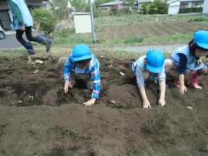 画像：大きく育ってね。優しく土をかぶせました。