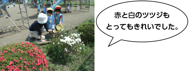 画像：幼稚園のお庭のお花３