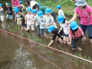 画像：さあ、１列に並んで田植え開始です