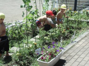 画像：野菜の生育には、太陽の光が1番！