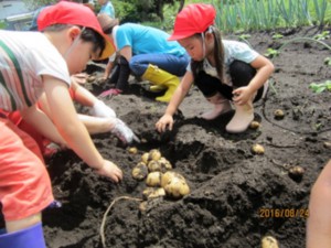 画像：大きなお芋がでてきました！