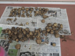 画像：年少組さん達のお芋も豊作でした！