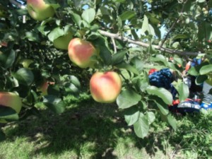 画像：金田一農園にはりんごの木が600本あります