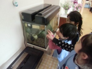 キンギョさんもご飯を食べてね 画像:キンギョさんもご飯を食べてね
