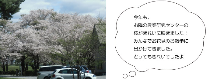 画像：お花見のお散歩に出かけてきました