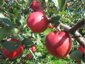 画像：赤いリンゴは「しなのスイート」