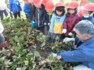 画像：葉っぱのしたにさつま芋？