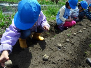 画像：土の上に種芋を並べておいて…