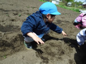 画像：“おおきくな～れ！”と土をかぶせます。