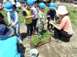 画像：苗の植え方を教えていだき挑戦！