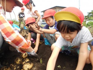 画像：あるある…大きなお芋が！