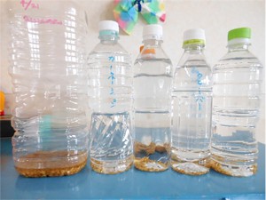 ①昨年の年長組さんが作ったお米のもみを塩水につけ、発芽させました。 画像:①昨年の年長組さんが作ったお米のもみを塩水につけ、発芽させました。