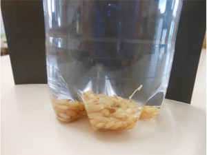 ②“もみ”から芽が出てきました! 画像:②“もみ”から芽が出てきました!