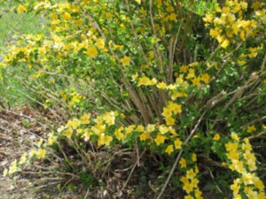 画像：レンギョの花