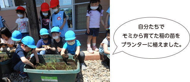 画像：自分たちでモミから育てた稲の苗をプランターに植えました。