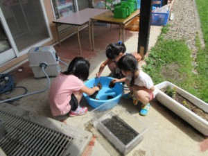 画像：カメさん、そして水槽のお掃除