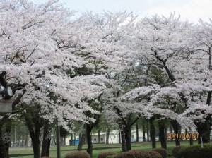 画像：お隣の農業試験場の桜を見に行きました！