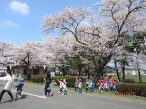 画像：「桜のトンネル」「みんなでお散歩楽しかったね♡」