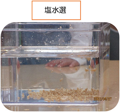 画像：年長すみれ組の米作りスタート